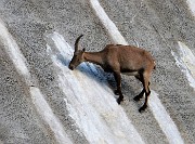 PIZZO DEL DIAVOLO DI MALGINA (2926 m), salito dalla VAL MALGINA, disceso dalla VALMORTA il 7 agosto 2016 - FOTOGALLERY